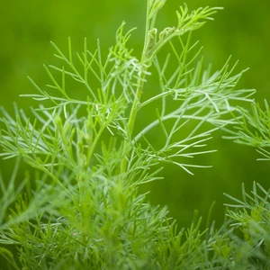 Artemisia abrotanum 'Coca-Cola' 9cm