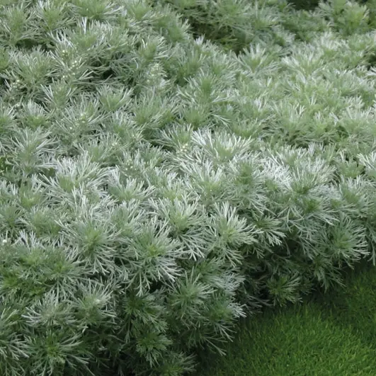 Artemisia schmidtiana 'Nana' 9cm