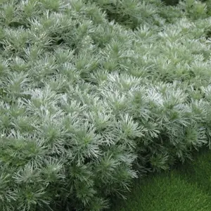 Artemisia schmidtiana 'Nana' 9cm