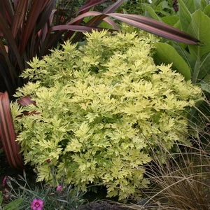 Artemisia 'Oriental Limelight'