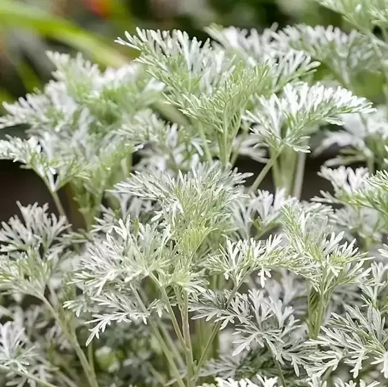 Artemisia arborescens 'Powis Castle' 2L