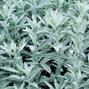 Artemisia ludoviciana 'Silver Queen'
