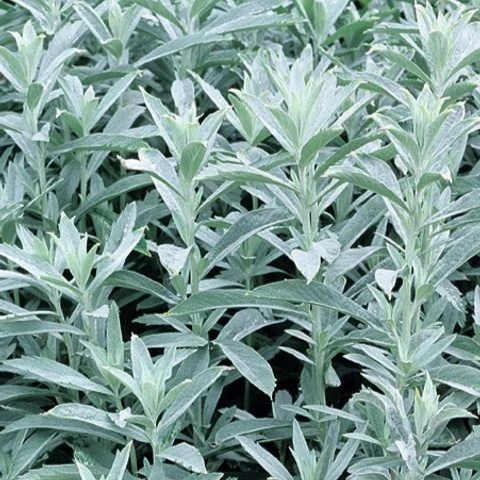 Artemisia ludoviciana 'Silver Queen' 1L