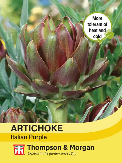 Artichoke Italian Purple - image 1