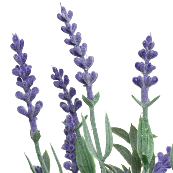 Artificial Lavender in Glass Bottle - image 3
