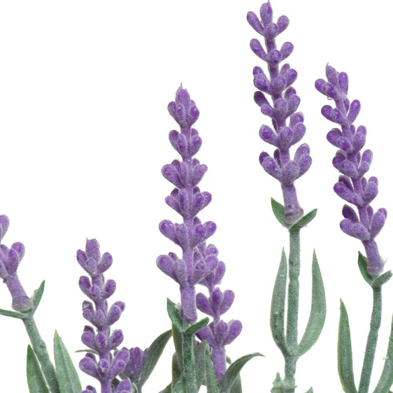 Artificial Lavender in Glass Bottle - image 4