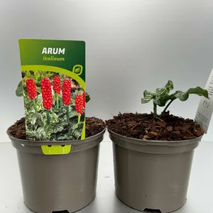 Arum italicum - image 2