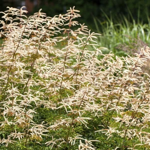 Aruncus aethusifolius 'Horatio' 
