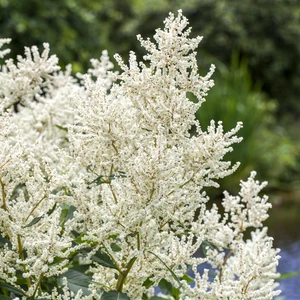 Aruncus dioicus 'Kneiffii'