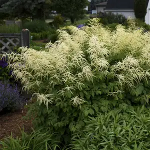 Aruncus aethusifolius 'Silver Filigree'