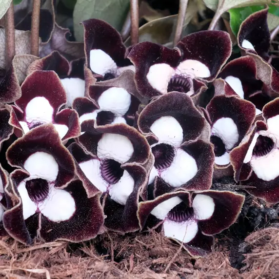 Asarum maximum 'Ling Ling' - image 1