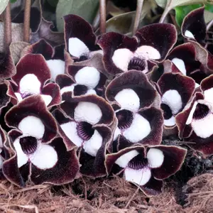 Asarum maximum 'Ling Ling' - image 1
