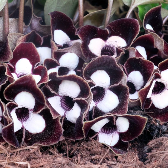 Asarum maximum 'Ling Ling' - image 1