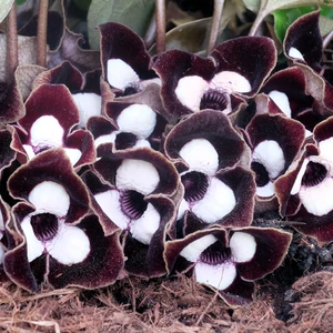 Asarum maximum 'Ling Ling' - image 1
