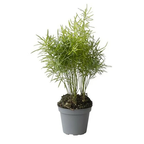 Asparagus densiflorus 'Sprengeri' 6cm - image 1