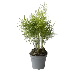 Asparagus densiflorus 'Sprengeri'