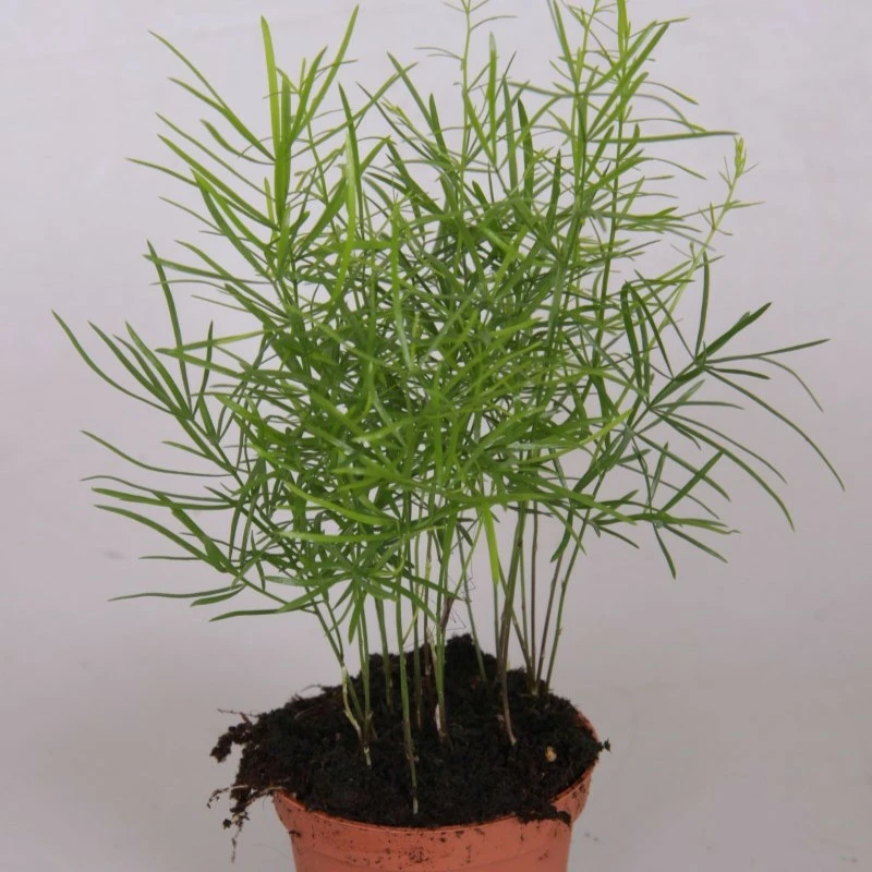 Asparagus densiflorus 'Sprengeri' 6cm Cowell's Garden Centre