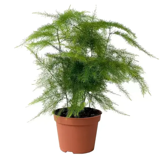 Asparagus setaceus 6cm