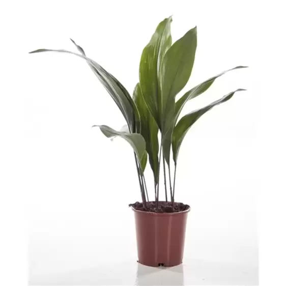 Aspidistra elatior 14cm - image 2