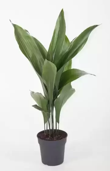 Aspidistra elatior 17cm - image 2