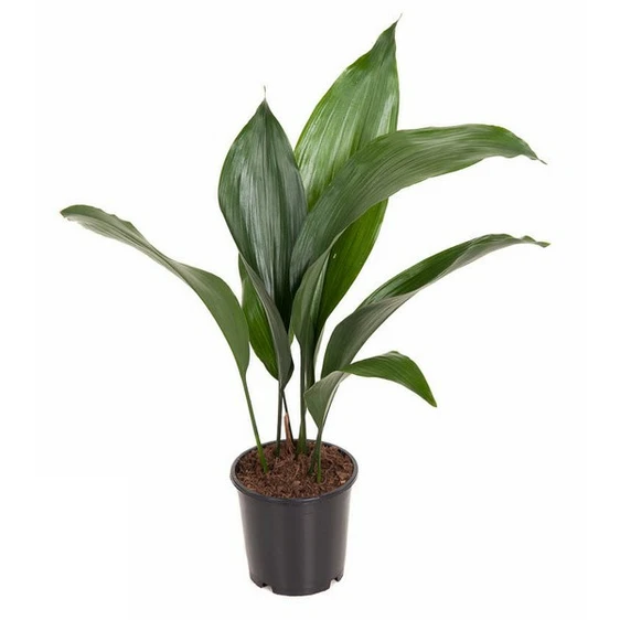 Aspidistra elatior 13cm - image 2