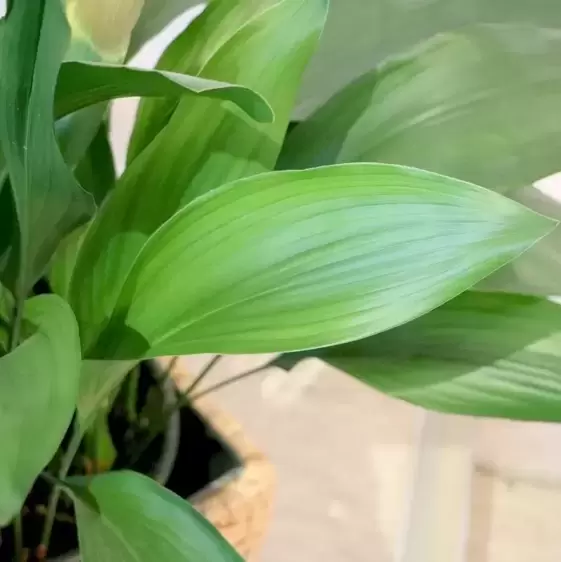 Aspidistra elatior 14cm - image 1