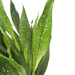 Aspidistra vietnamensis 'Milky Way' - image 2