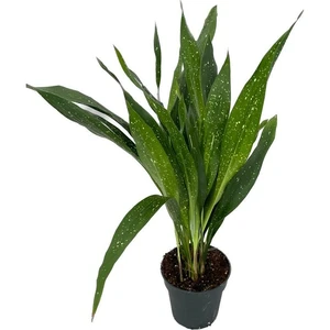 Aspidistra vietnamensis 'Milky Way' - image 2