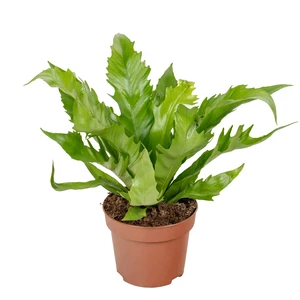 Asplenium antiquum 'Gioia'