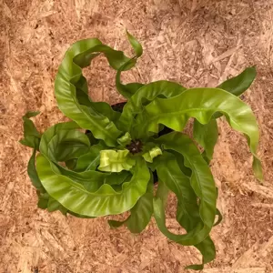 Asplenium antiquum 'Hurricane' 12cm