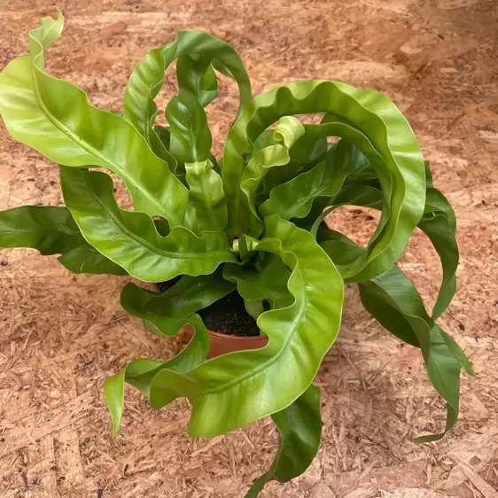 Asplenium antiquum 'Hurricane' 12cm - image 2