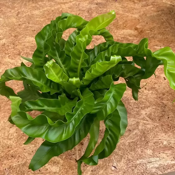 Asplenium antiquum 'Hurricane' 17cm - image 1