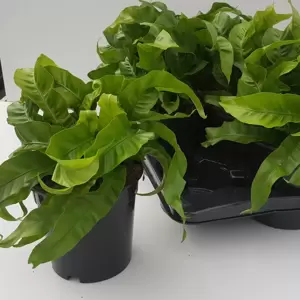 Asplenium antiquum 'Hurricane' 17cm - image 3