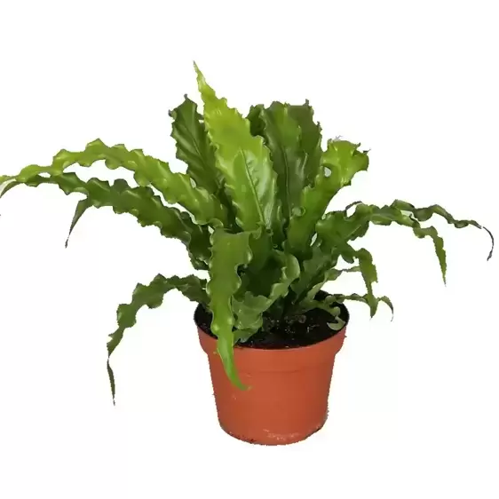 Asplenium antiquum 'Osaka' 12cm - image 2