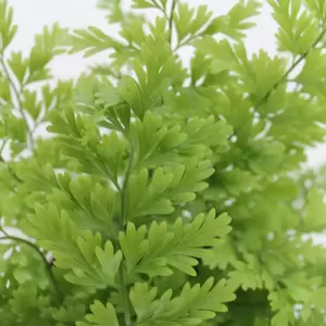 Asplenium bulbiferum 'Suze' 12cm - image 1