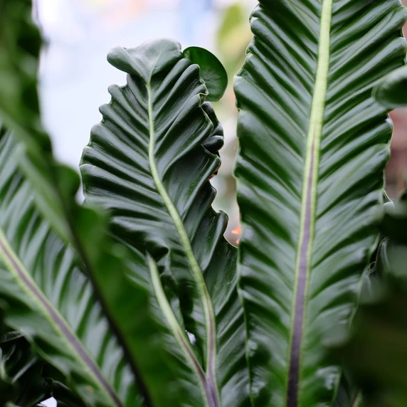 Asplenium musifolium 'Cobra' - image 2