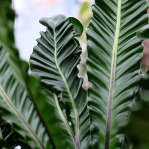 Asplenium musifolium 'Cobra' - image 2