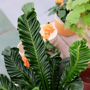 Asplenium musifolium 'Cobra' - image 3