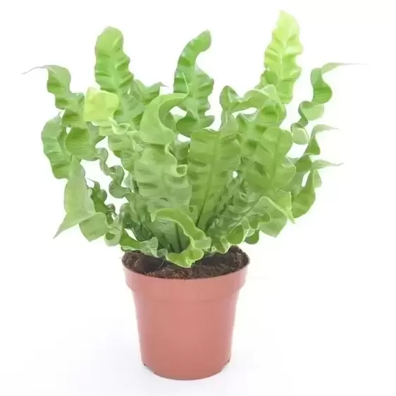 Asplenium 'Crispy Wave' 12cm - image 2