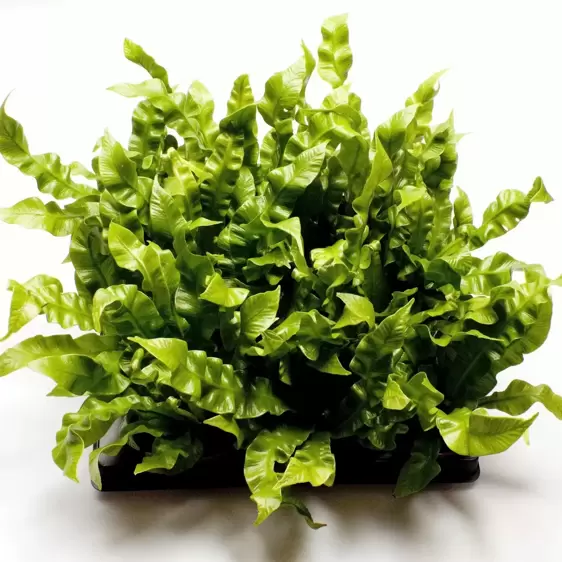 Asplenium 'Crispy Wave' 6cm - image 2