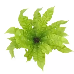 Asplenium 'Crispy Wave' 12cm - image 1