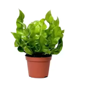 Asplenium 'Crispy Wave' 6cm - image 1