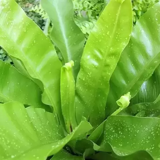 Asplenium nidus 12cm - image 1