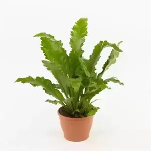 Asplenium nidus 'Campio'