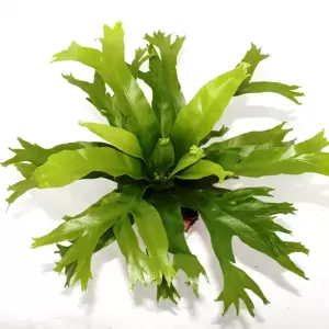 Asplenium nidus 'Crissie' - image 2