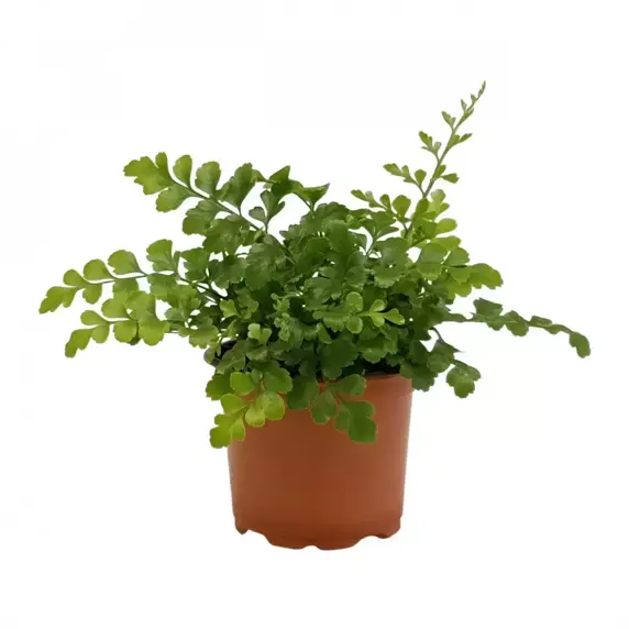 Asplenium 'Parvati' 6cm - image 1