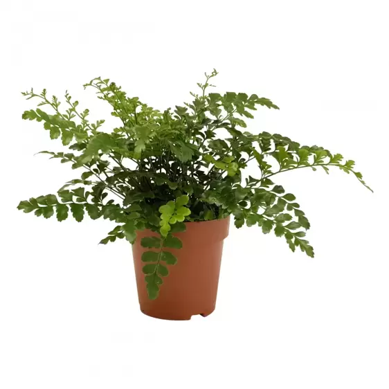 Asplenium 'Parvati' 18cm