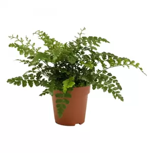 Asplenium 'Parvati' 12cm - image 2