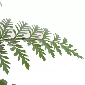 Asplenium 'Parvati' 12cm - image 1