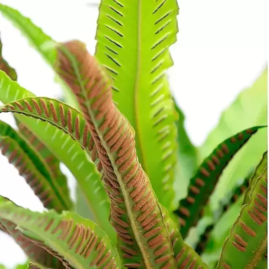 Asplenium scolopendrium 11cm - image 1